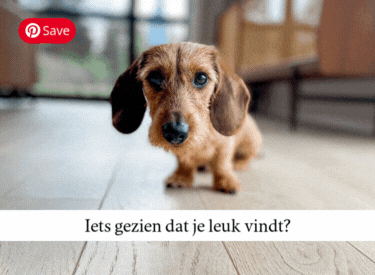 Hond Menu Pinterest