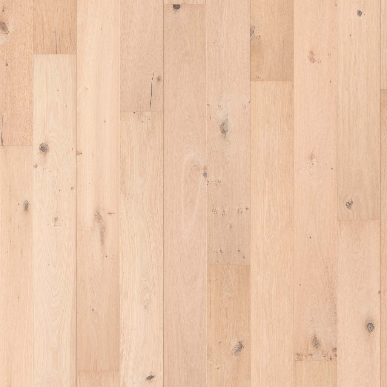 Savannah Invisible wit